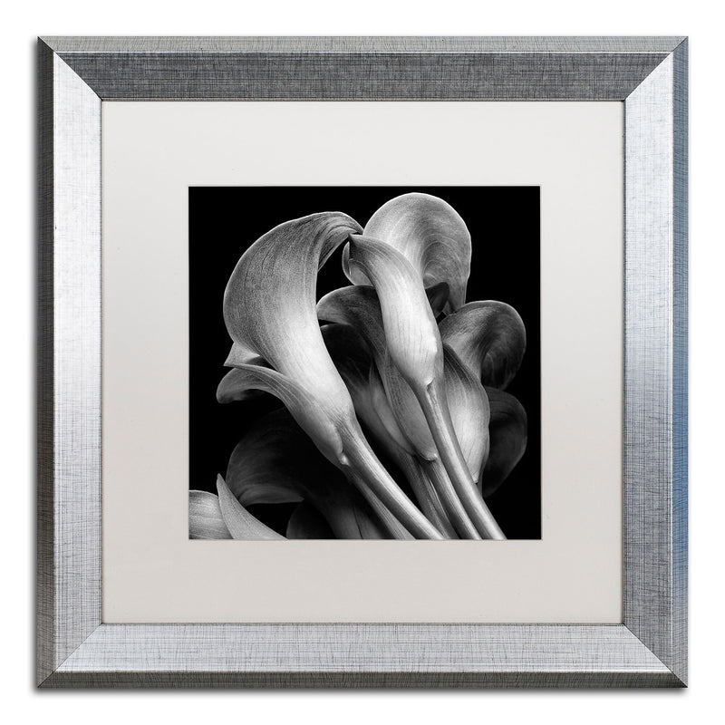 Trademark Fine Art ''Lillies'' by Michael Harrison 16" x 16" White Matted Silver Frame (ALI0288-S1616MF)