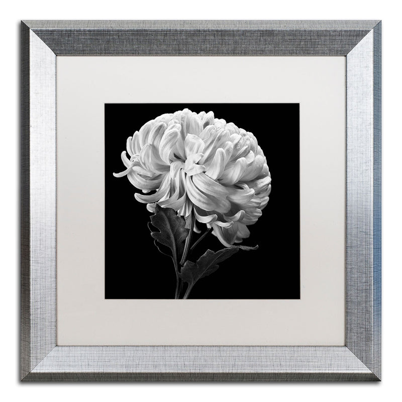 Trademark Fine Art ''Mum II'' by Michael Harrison 16" x 16" White Matted Silver Frame (ALI0292-S1616MF)