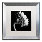 Trademark Fine Art ''Sunflower'' by Michael Harrison 16" x 16" White Matted Silver Frame (ALI0294-S1616MF)