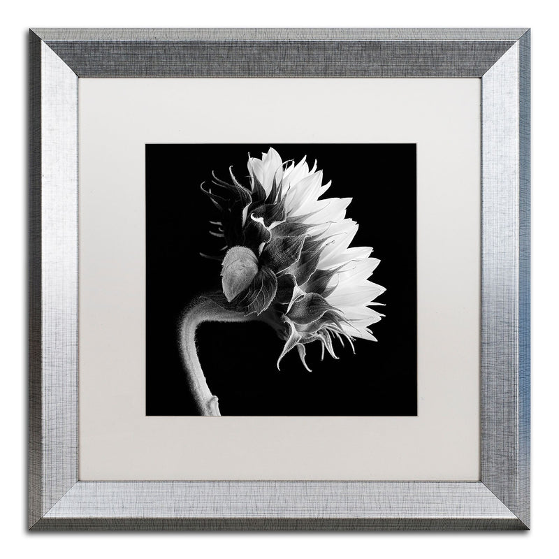 Trademark Fine Art ''Sunflower'' by Michael Harrison 16" x 16" White Matted Silver Frame (ALI0294-S1616MF)
