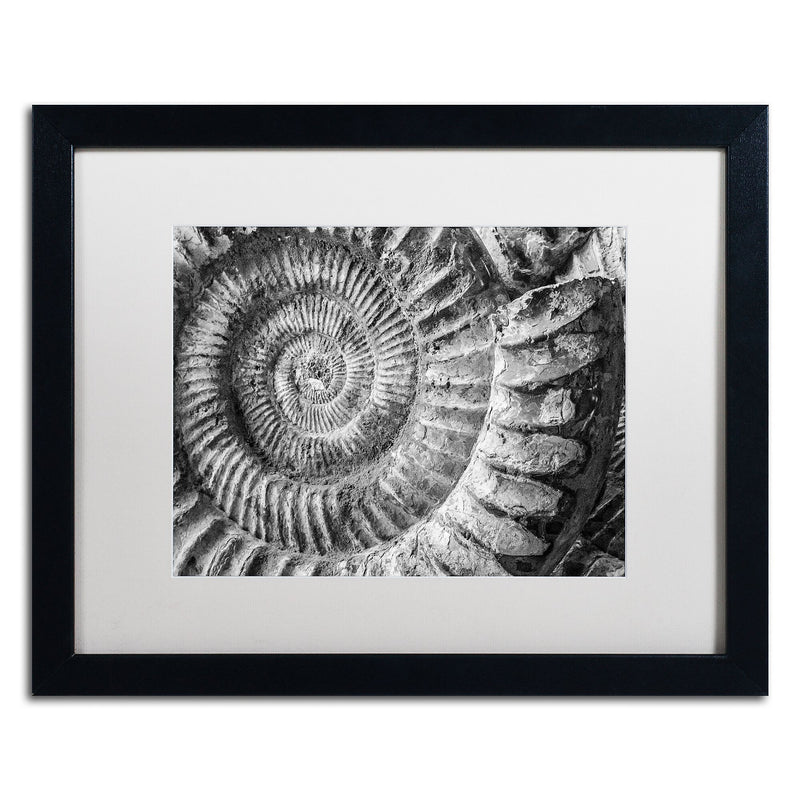 Trademark Fine Art ''Amonita 1'' by Moises Levy 16" x 20" White Matted Black Frame (ALI1050-B1620MF)