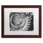 Trademark Fine Art ''Amonita 1'' by Moises Levy 16" x 20" White Matted Wood Frame (ALI1050-W1620MF)