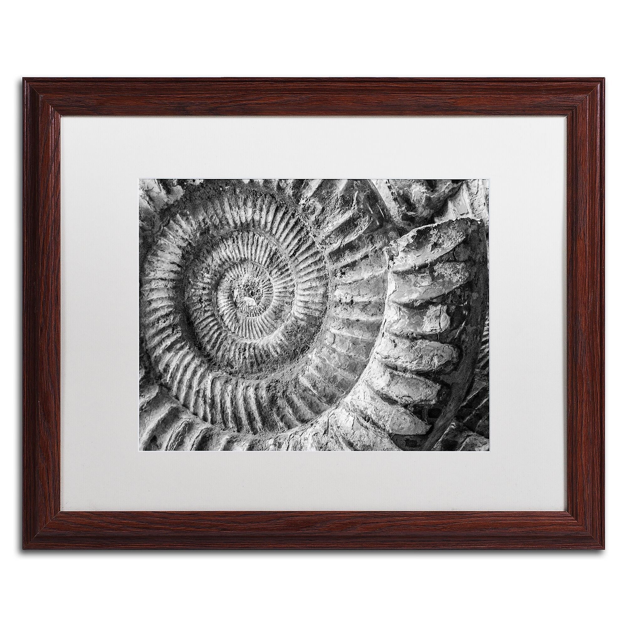 Trademark Fine Art ''Amonita 1'' by Moises Levy 16" x 20" White Matted Wood Frame (ALI1050-W1620MF)