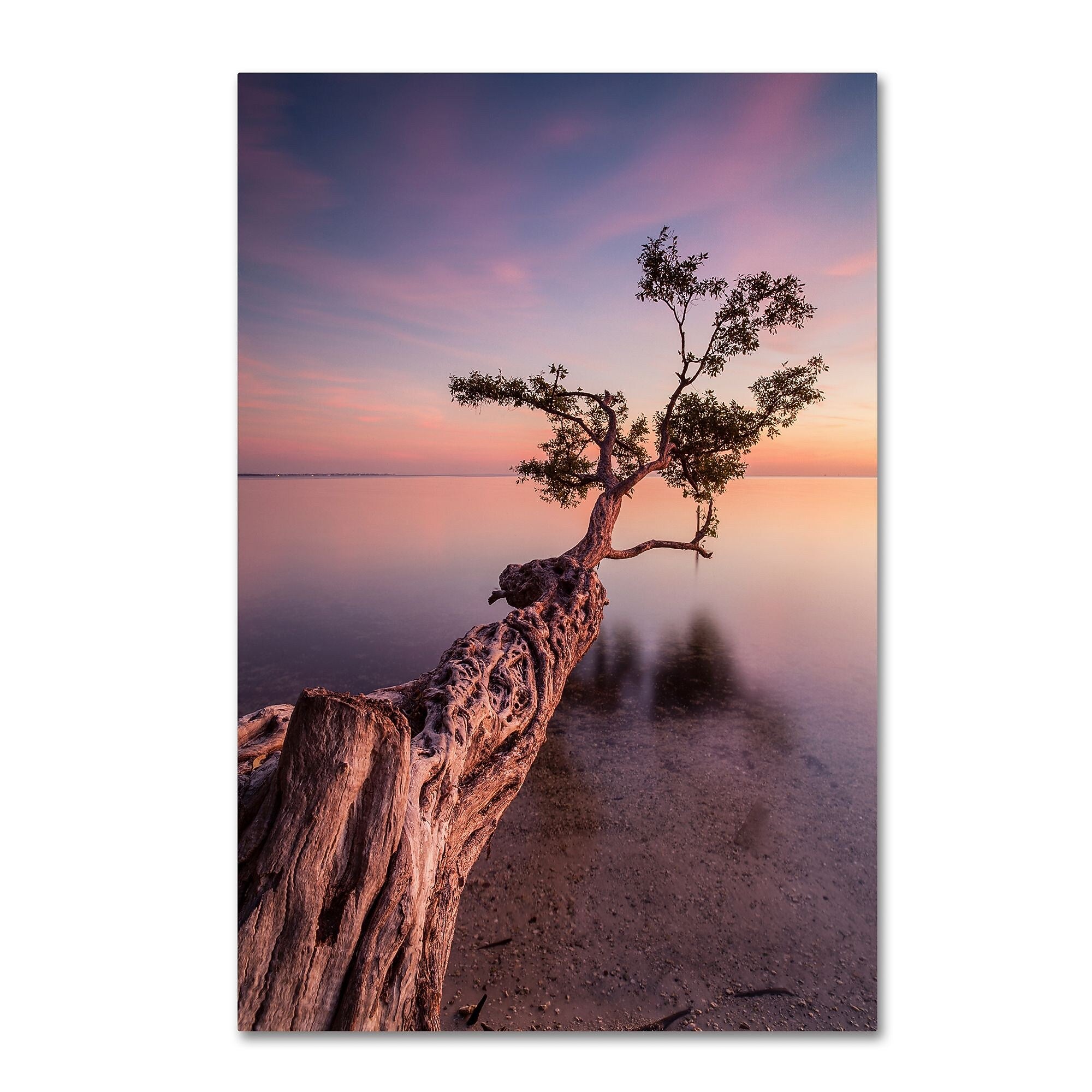 Trademark Fine Art ''Water Tree IV'' by Moises Levy 16" x 24" Canvas Art (ALI1066-C1624GG)