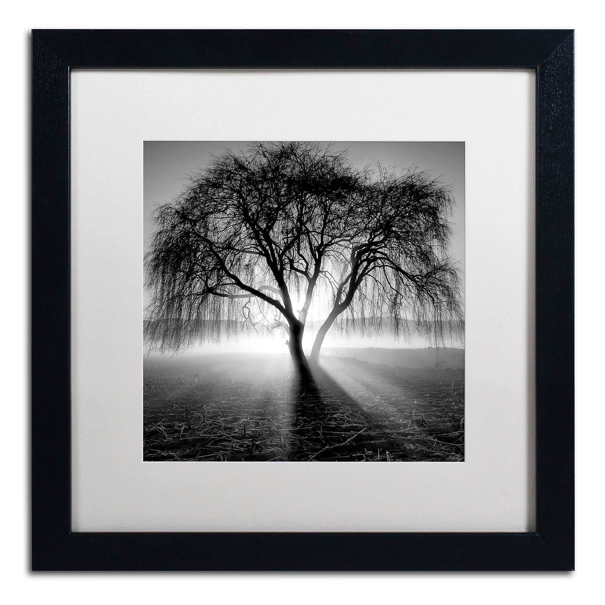 Trademark Fine Art ''Lightning Tree I'' by Moises Levy 16" x 16" White Matted Black Frame (ALI1069-B1616MF)