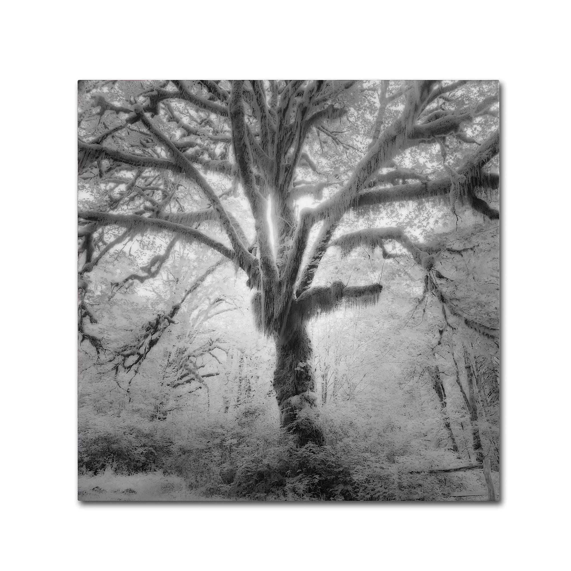 Trademark Fine Art ''Lightning Tree II'' by Moises Levy 18" x 18" Canvas Art (ALI1080-C1818GG)