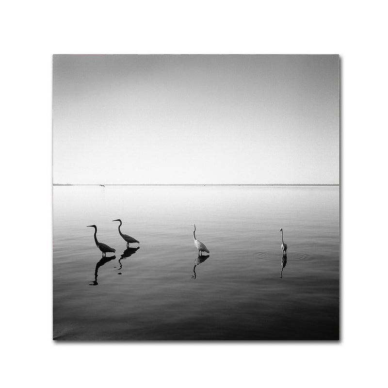 Trademark Fine Art ''4 Herons'' by Moises Levy 18" x 18" Canvas Art (ALI1089-C1818GG)