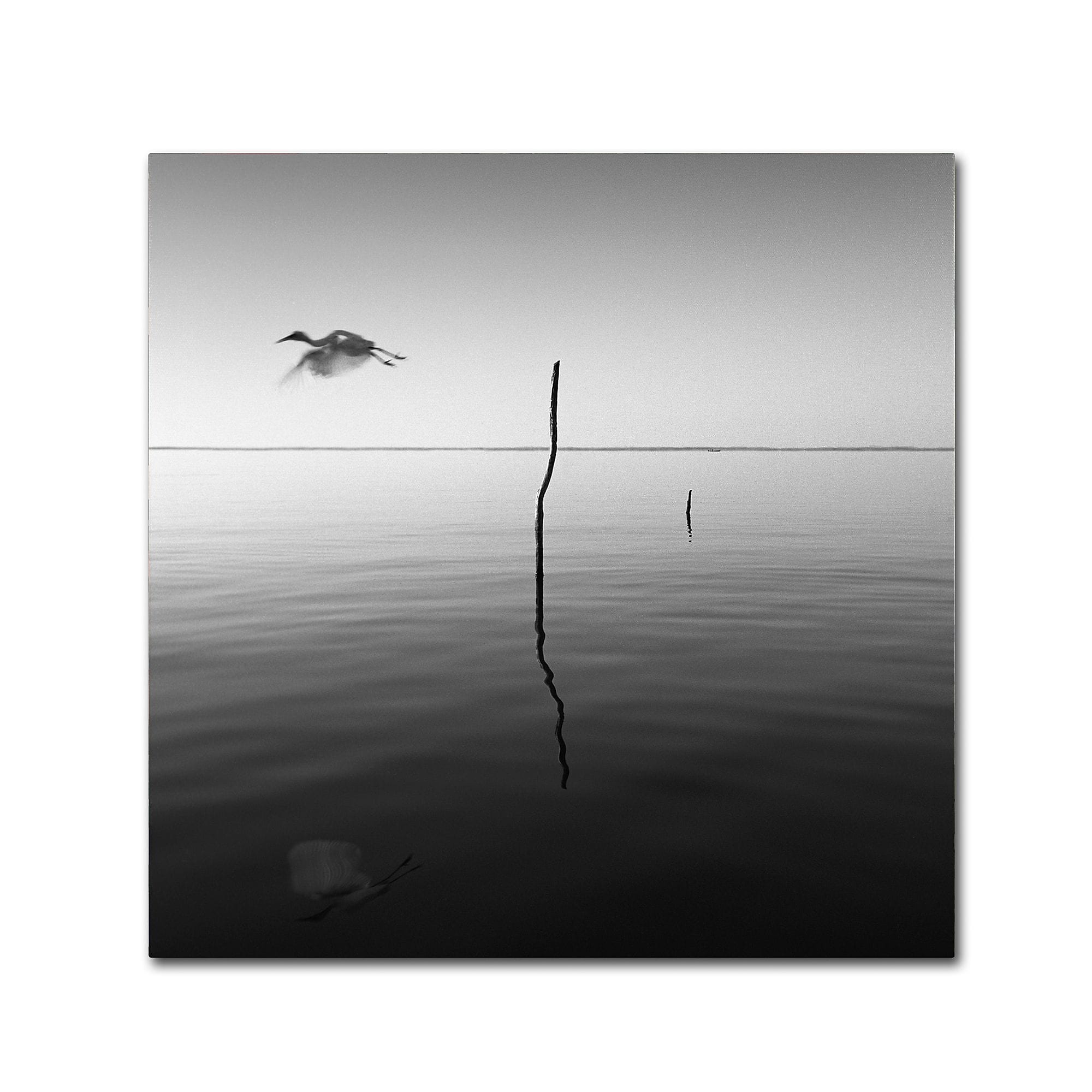 Trademark Fine Art ''Fly'' by Moises Levy 18" x 18" Canvas Art (ALI1092-C1818GG)