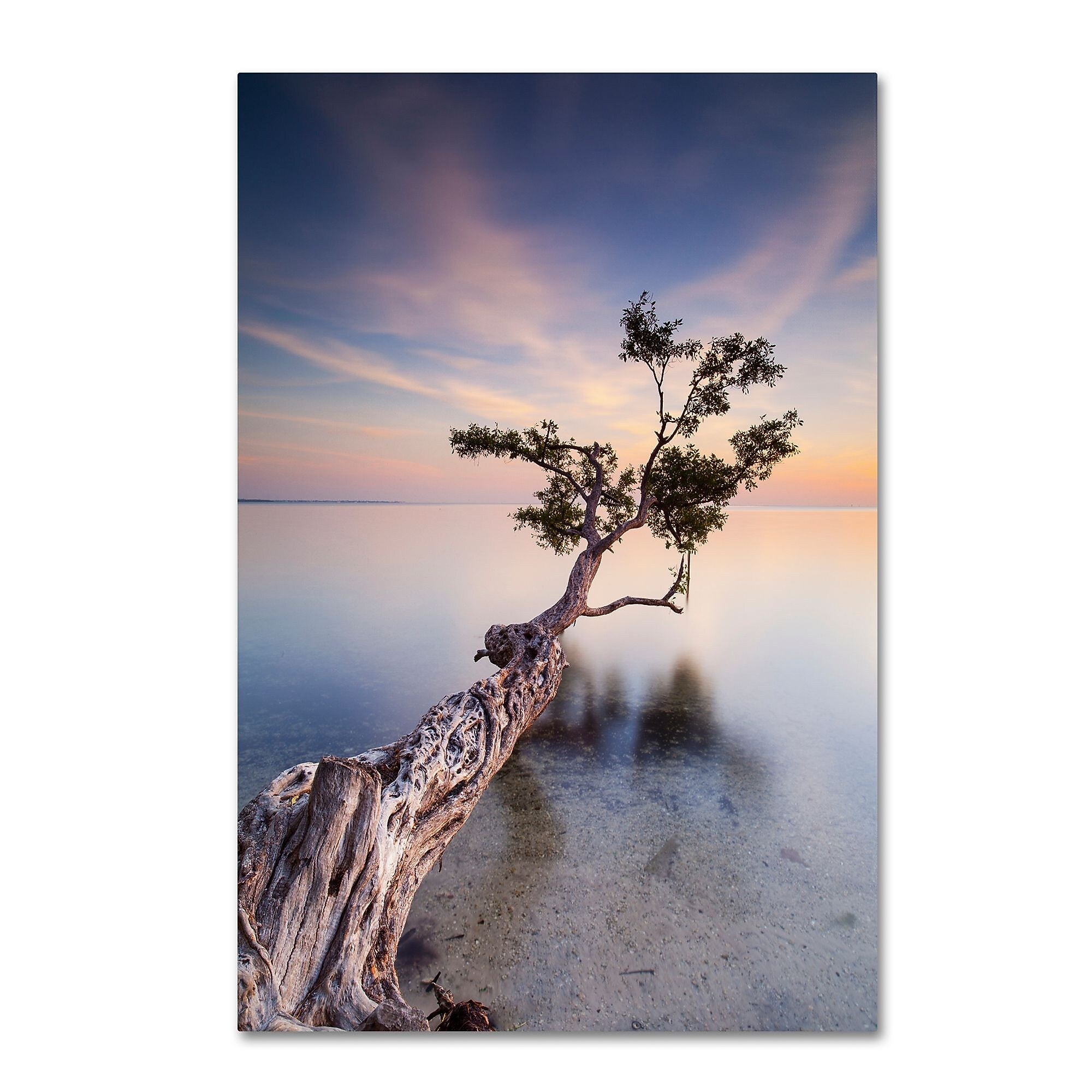 Trademark Fine Art ''Water Tree X'' by Moises Levy 16" x 24" Canvas Art (ALI1126-C1624GG)