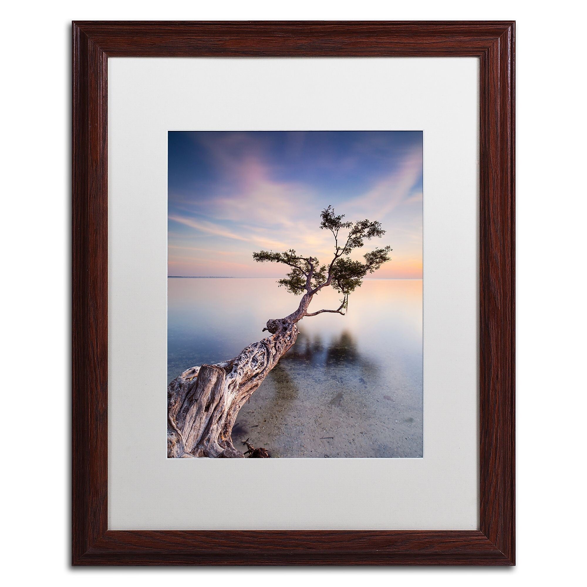 Trademark Fine Art ''Water Tree X'' by Moises Levy 16" x 20" White Matted Wood Frame (ALI1126-W1620MF)