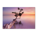 Trademark Fine Art ''Water Tree XI'' by Moises Levy 16" x 24" Canvas Art (ALI1127-C1624GG)