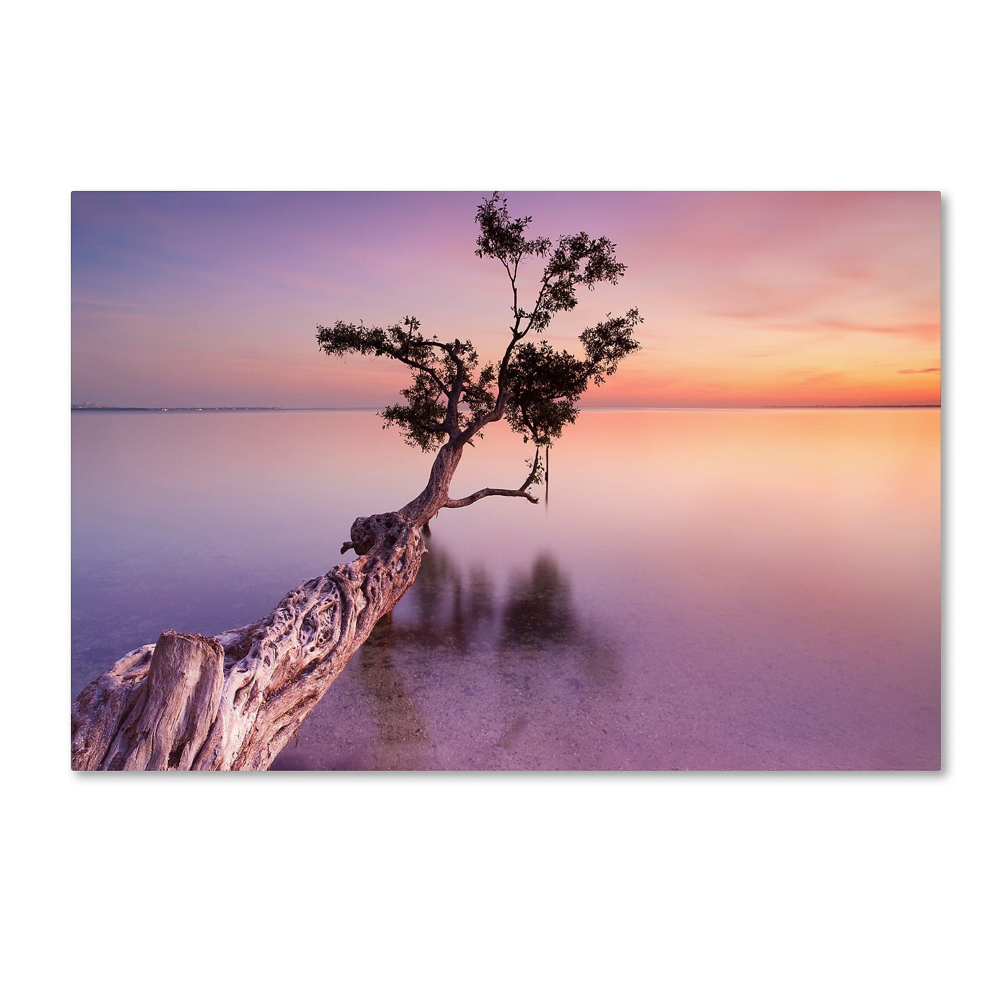 Trademark Fine Art ''Water Tree XI'' by Moises Levy 16" x 24" Canvas Art (ALI1127-C1624GG)