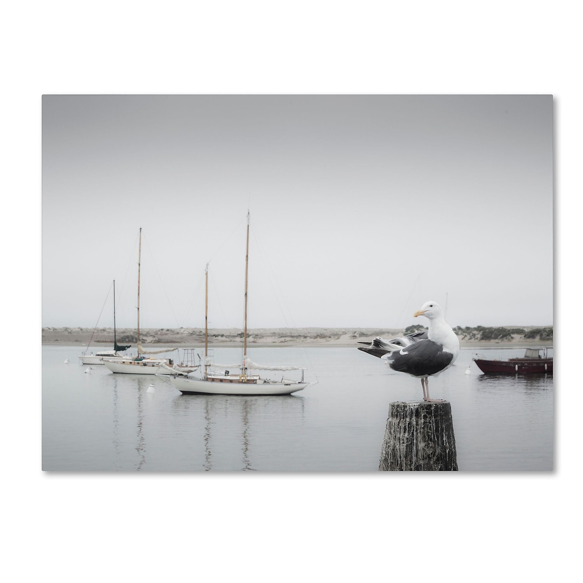 Trademark Fine Art ''Four Boats & Seagull'' by Moises Levy 35" x 47" Canvas Art (ALI1148-C3547GG)