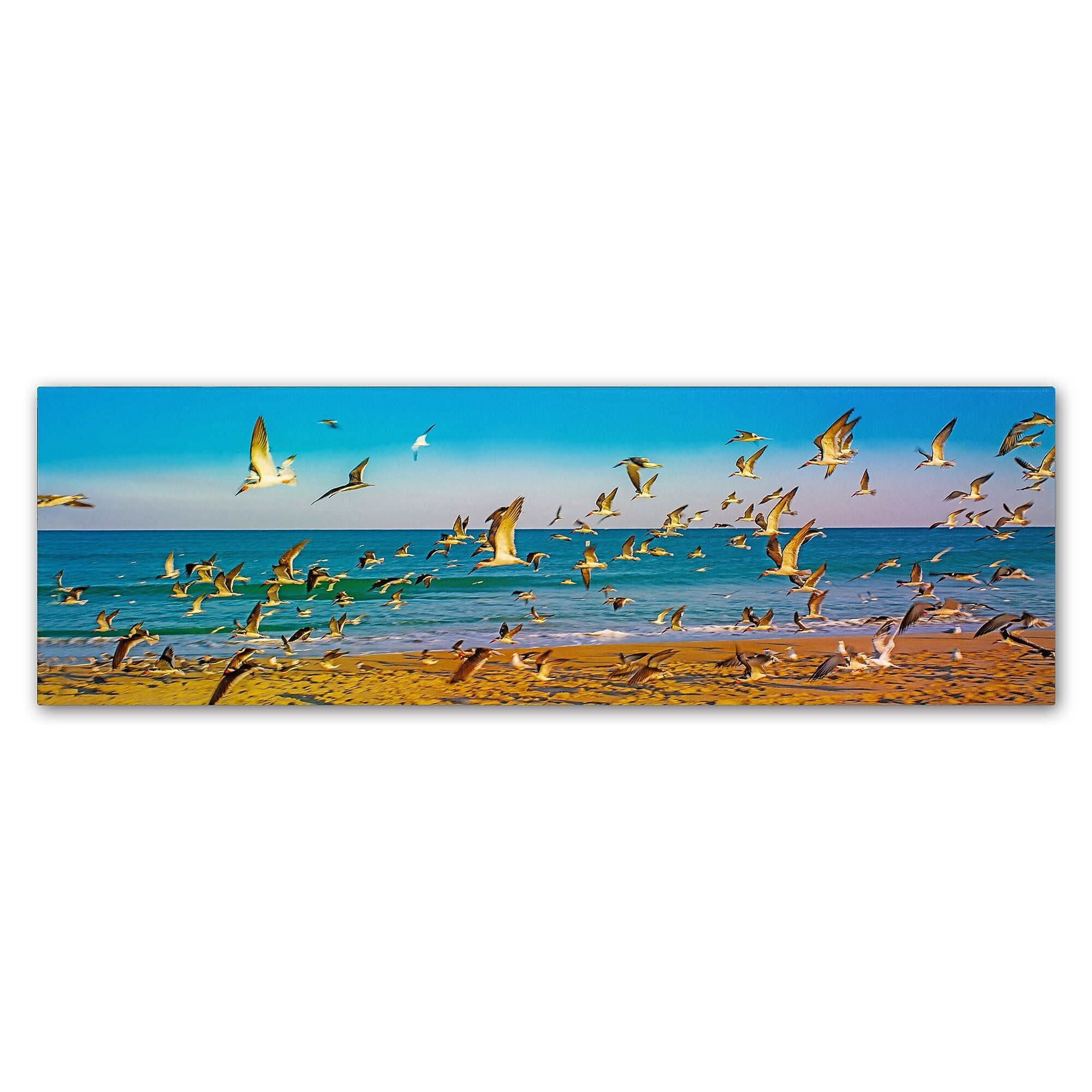 Trademark Fine Art ''Florida Beach Birds'' by Preston 6" x 19" Canvas Art (EM0516-C619GG)