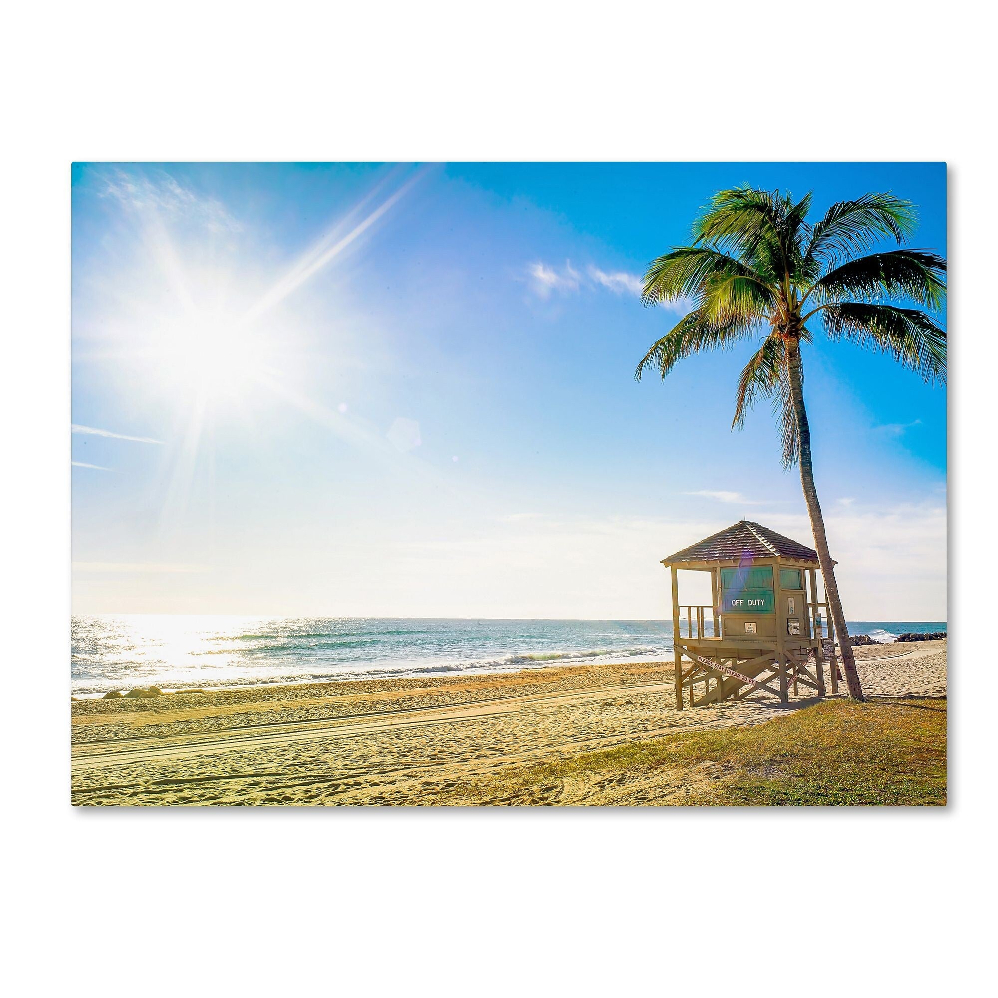 Trademark Fine Art ''Florida Beach Palm'' by Preston 35" x 47" Canvas Art (EM0521-C3547GG)