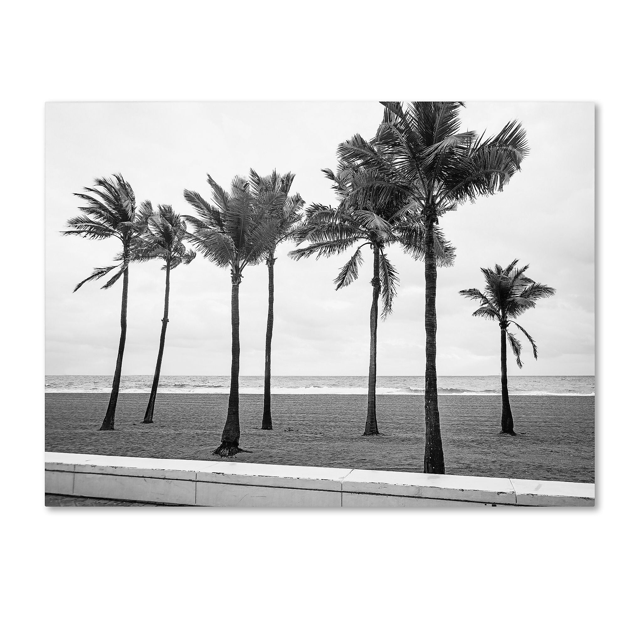 Trademark Fine Art ''Florida BW Beach Palms'' by Preston 35" x 47" Canvas Art (EM0524-C3547GG)
