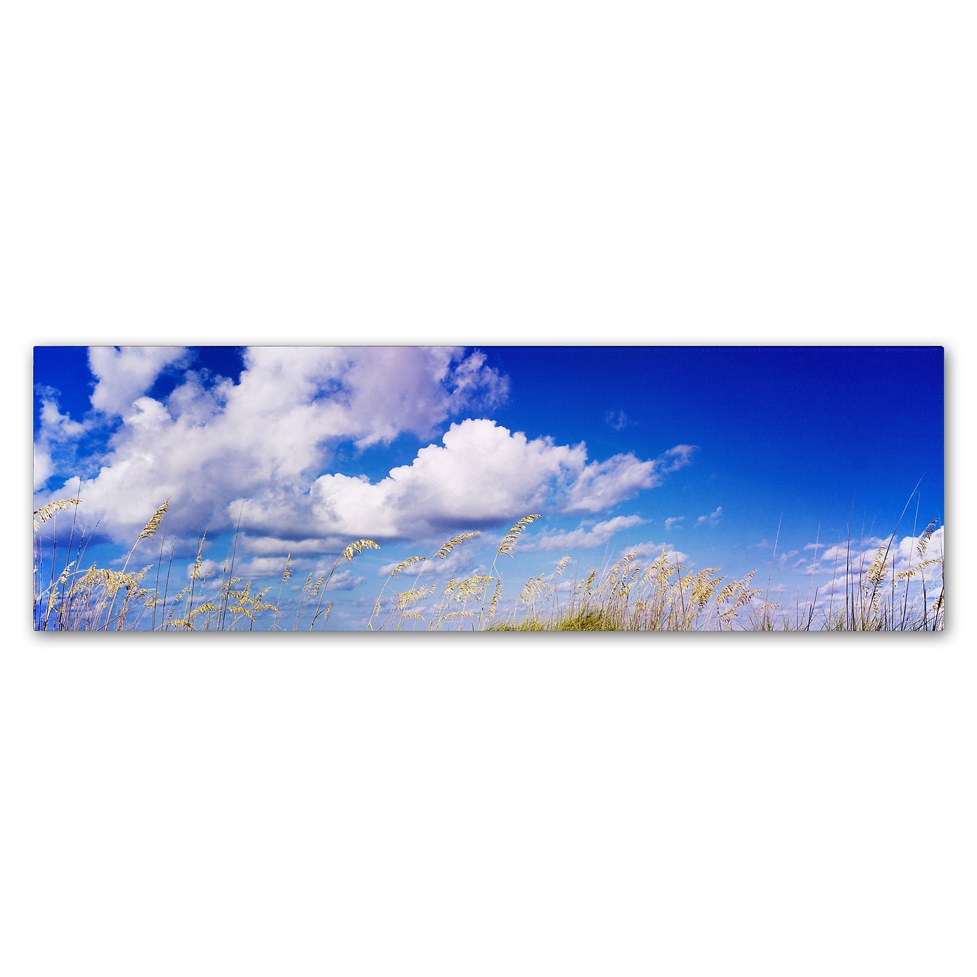 Trademark Fine Art ''Florida Seagrass'' by Preston 6" x 19" Canvas Art (EM0528-C619GG)