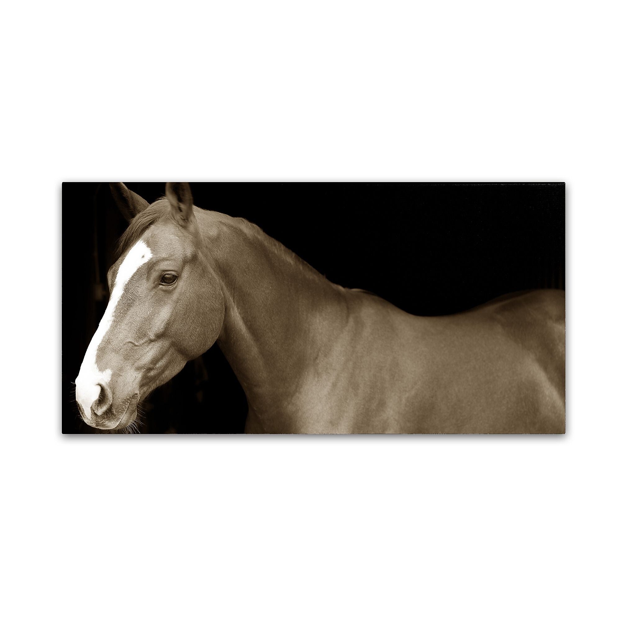 Trademark Fine Art ''Horse Portrait 2'' by Preston 12" x 24" Canvas Art (EM0530-C1224GG)
