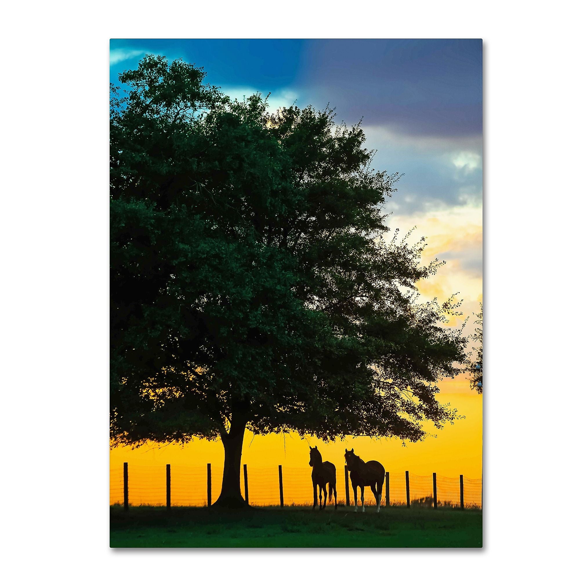 Trademark Fine Art ''Horse Sunset'' by Preston 35" x 47" Canvas Art (EM0532-C3547GG)
