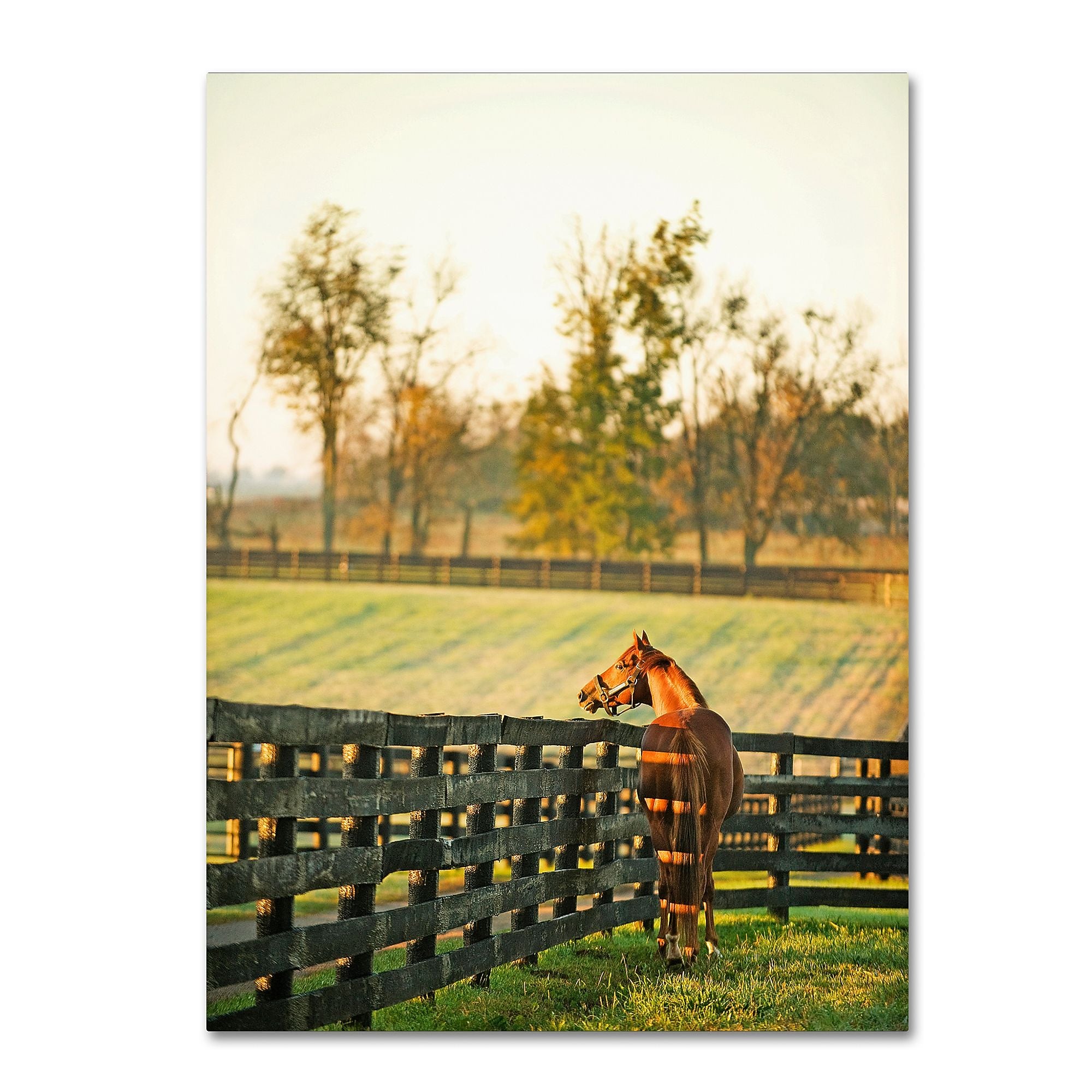 Trademark Fine Art ''Kentucky Horse Sunrise'' by Preston 35" x 47" Canvas Art (EM0536-C3547GG)