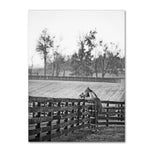 Trademark Fine Art ''Kentucky Horse Sunrise BW'' by Preston 35" x 47" Canvas Art (EM0537-C3547GG)