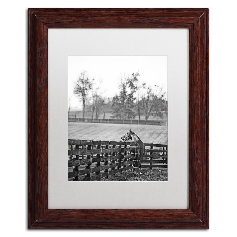 Trademark Fine Art ''Kentucky Horse Sunrise BW'' by Preston 11" x 14" White Matted Wood Frame (EM0537-W1114MF)
