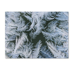 Trademark Fine Art ''Frost at Zero Degrees'' by Kurt Shaffer 35" x 47" Canvas Art (KS01069-C3547GG)