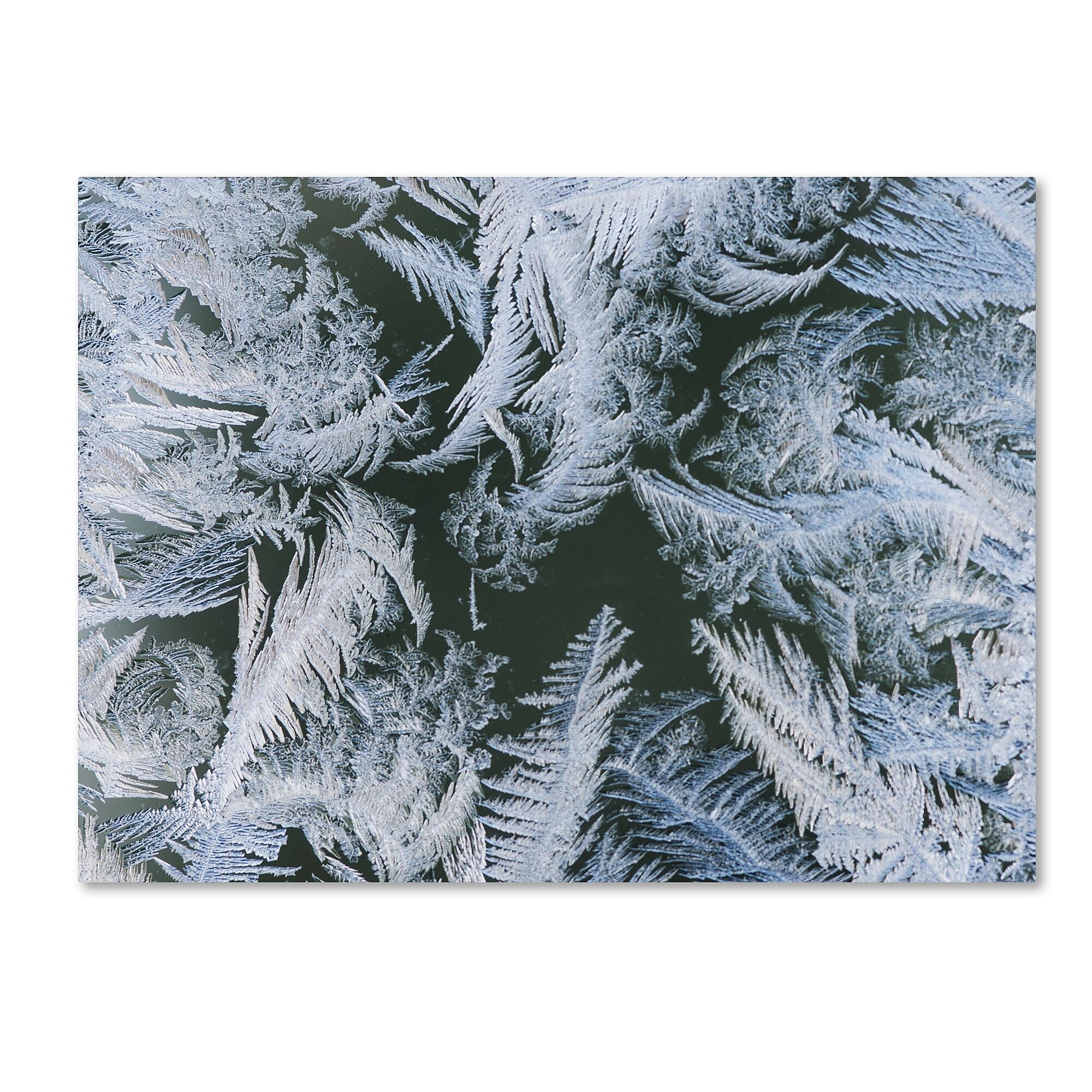 Trademark Fine Art ''Frost at Zero Degrees'' by Kurt Shaffer 35" x 47" Canvas Art (KS01069-C3547GG)