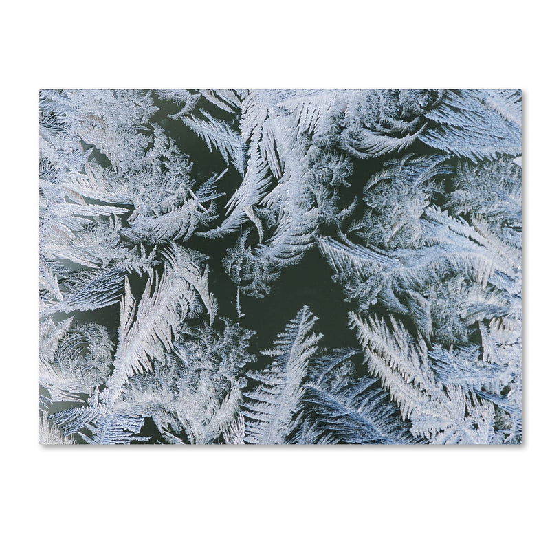 Trademark Fine Art ''Frost at Zero Degrees'' by Kurt Shaffer 35" x 47" Canvas Art (KS01069-C3547GG)