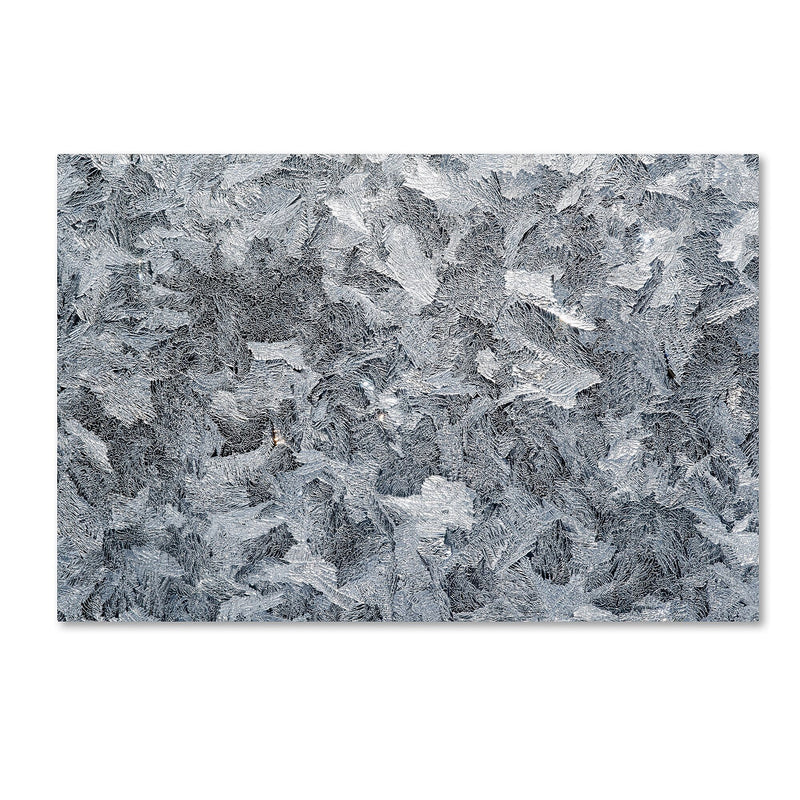 Trademark Fine Art ''Frost Mosaic'' by Kurt Shaffer 16" x 24" Canvas Art (KS01072-C1624GG)