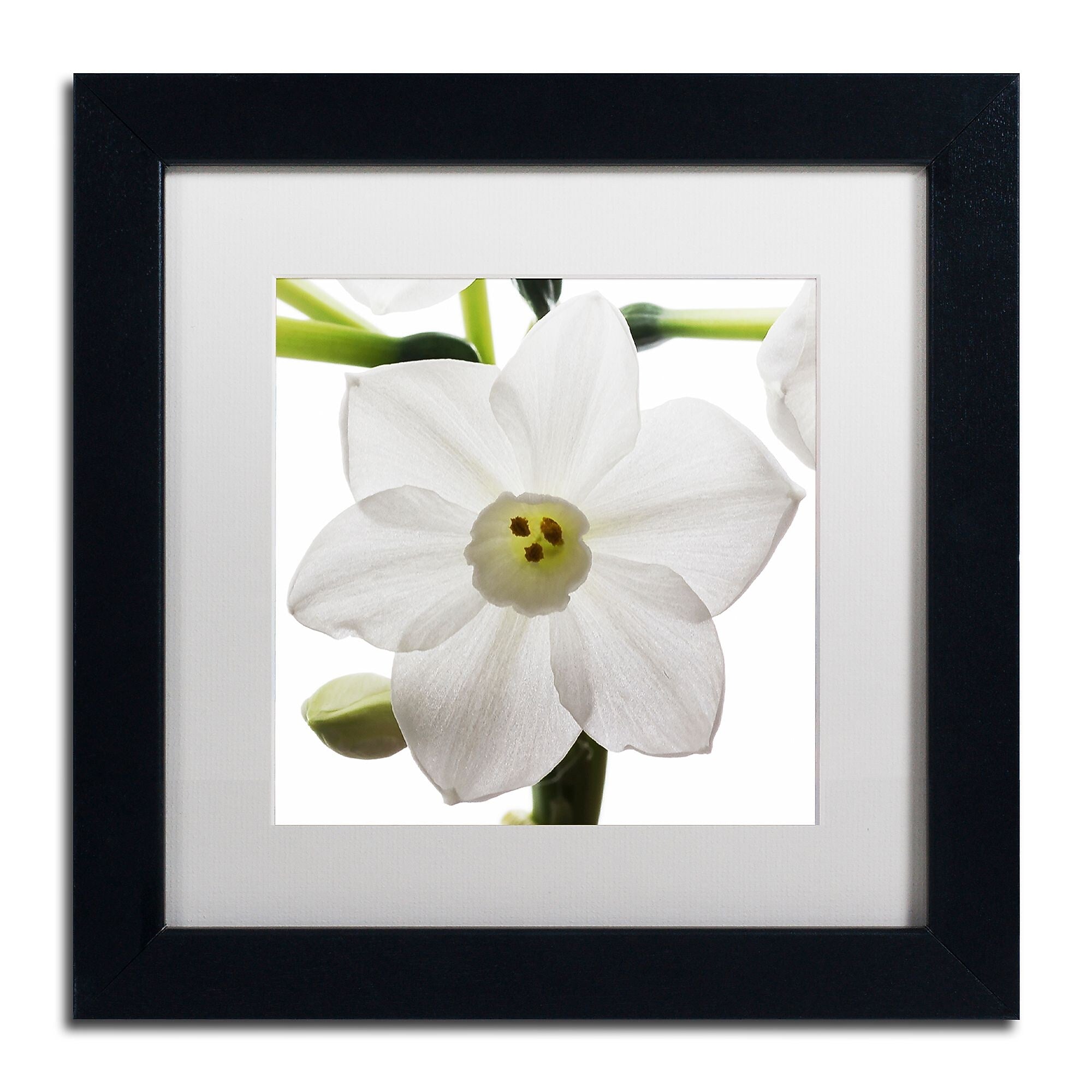 Trademark Fine Art ''Paper White 2'' by Kurt Shaffer 11" x 11" White Matted Black Frame (KS01075-B1111MF)