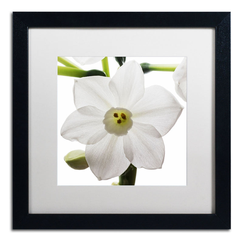 Trademark Fine Art ''Paper White 2'' by Kurt Shaffer 16" x 16" White Matted Black Frame (KS01075-B1616MF)
