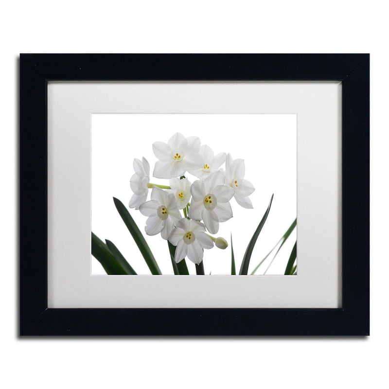 Trademark Fine Art ''Paper White Bouquet'' by Kurt Shaffer 11" x 14" White Matted Black Frame (KS01076-B1114MF)