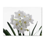 Trademark Fine Art ''Paper White Bouquet'' by Kurt Shaffer 35" x 47" Canvas Art (KS01076-C3547GG)