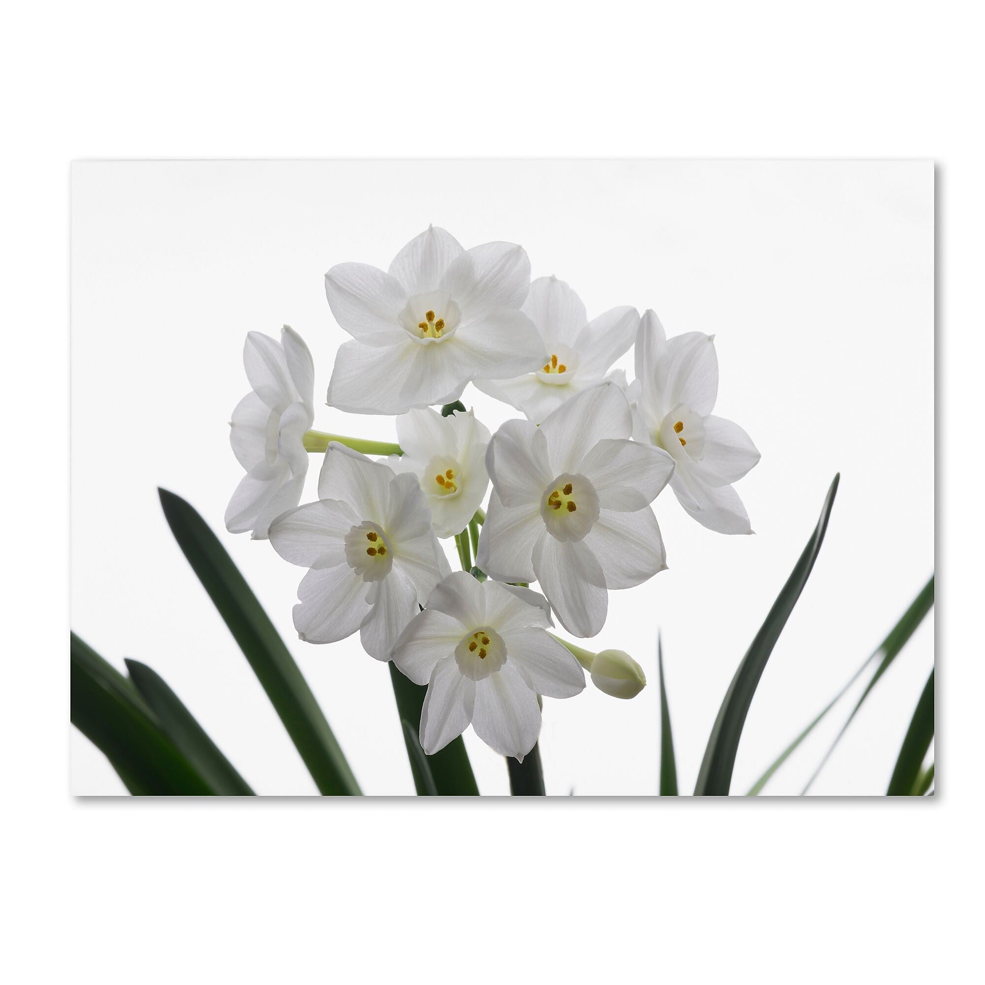 Trademark Fine Art ''Paper White Bouquet'' by Kurt Shaffer 35" x 47" Canvas Art (KS01076-C3547GG)