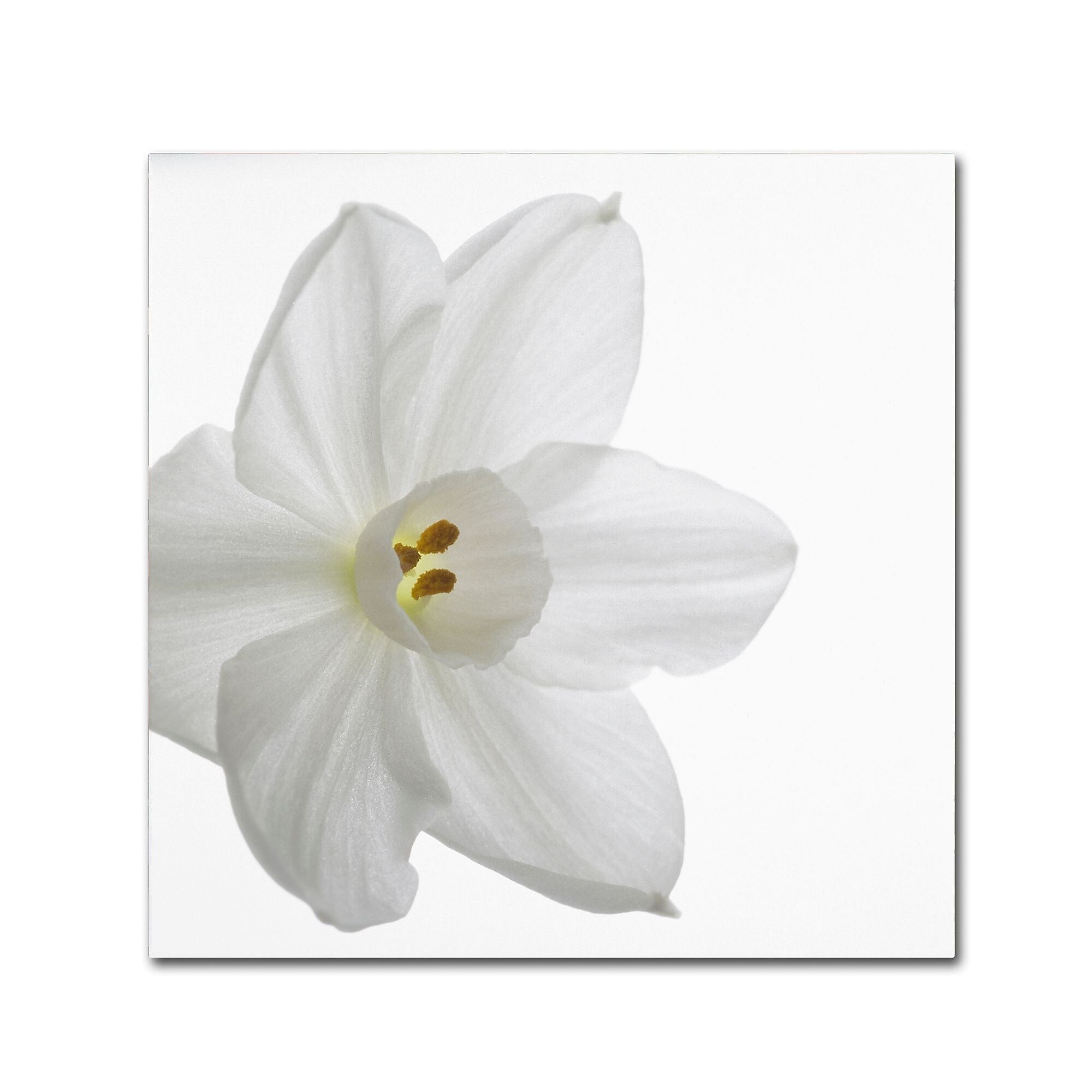 Trademark Fine Art ''Paper White'' by Kurt Shaffer 18" x 18" Canvas Art (KS01077-C1818GG)