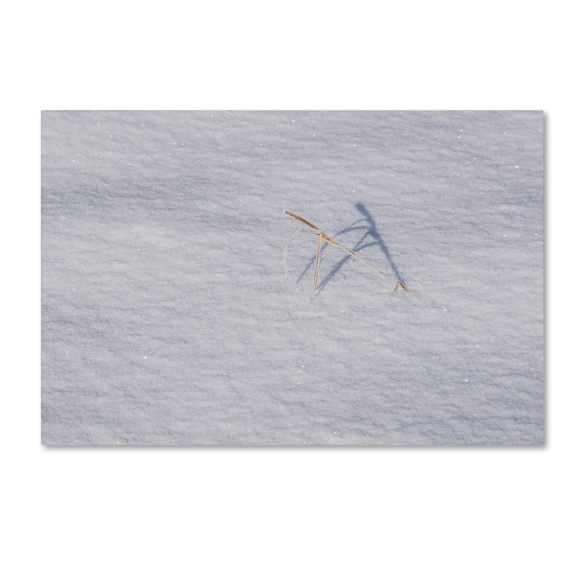 Trademark Fine Art ''Winters Bleak Beauty'' by Kurt Shaffer 16" x 24" Canvas Art (KS01079-C1624GG)