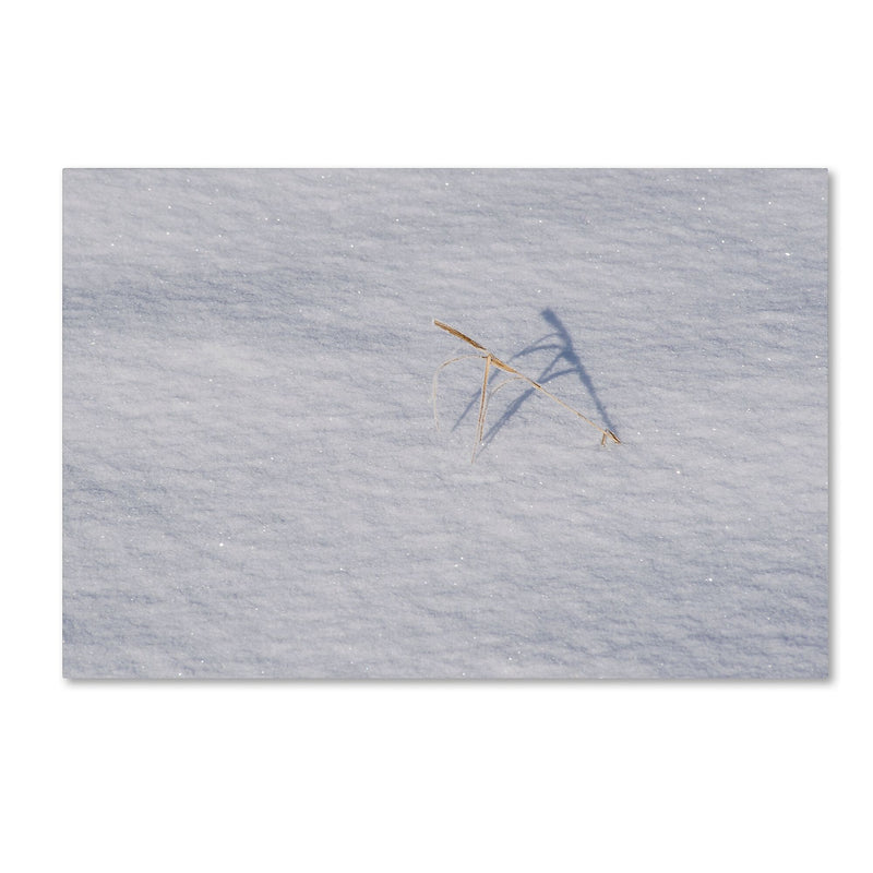 Trademark Fine Art ''Winters Bleak Beauty'' by Kurt Shaffer 16" x 24" Canvas Art (KS01079-C1624GG)