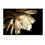 Trademark Fine Art ''Midnight Portrait'' by Kurt Shaffer 16" x 24" Canvas Art (KS01085-C1624GG)
