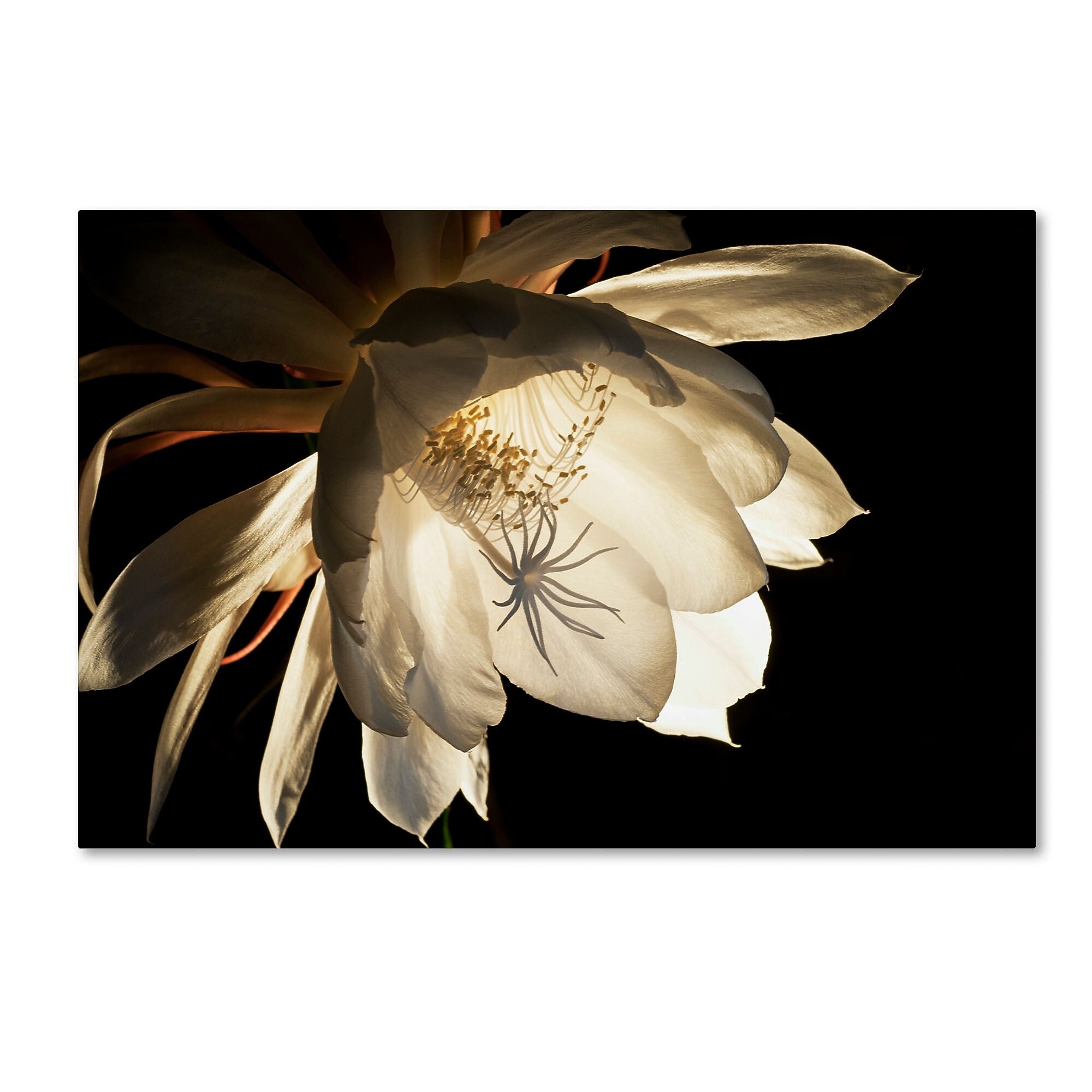 Trademark Fine Art ''Midnight Portrait'' by Kurt Shaffer 16" x 24" Canvas Art (KS01085-C1624GG)