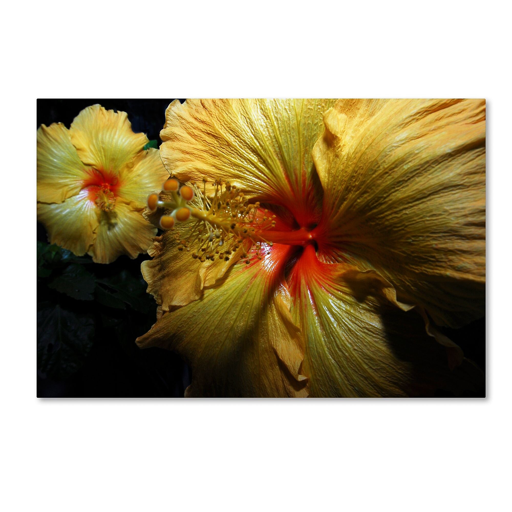 Trademark Fine Art ''Sunburst Hibiscus'' by Kurt Shaffer 16" x 24" Canvas Art (KS01088-C1624GG)