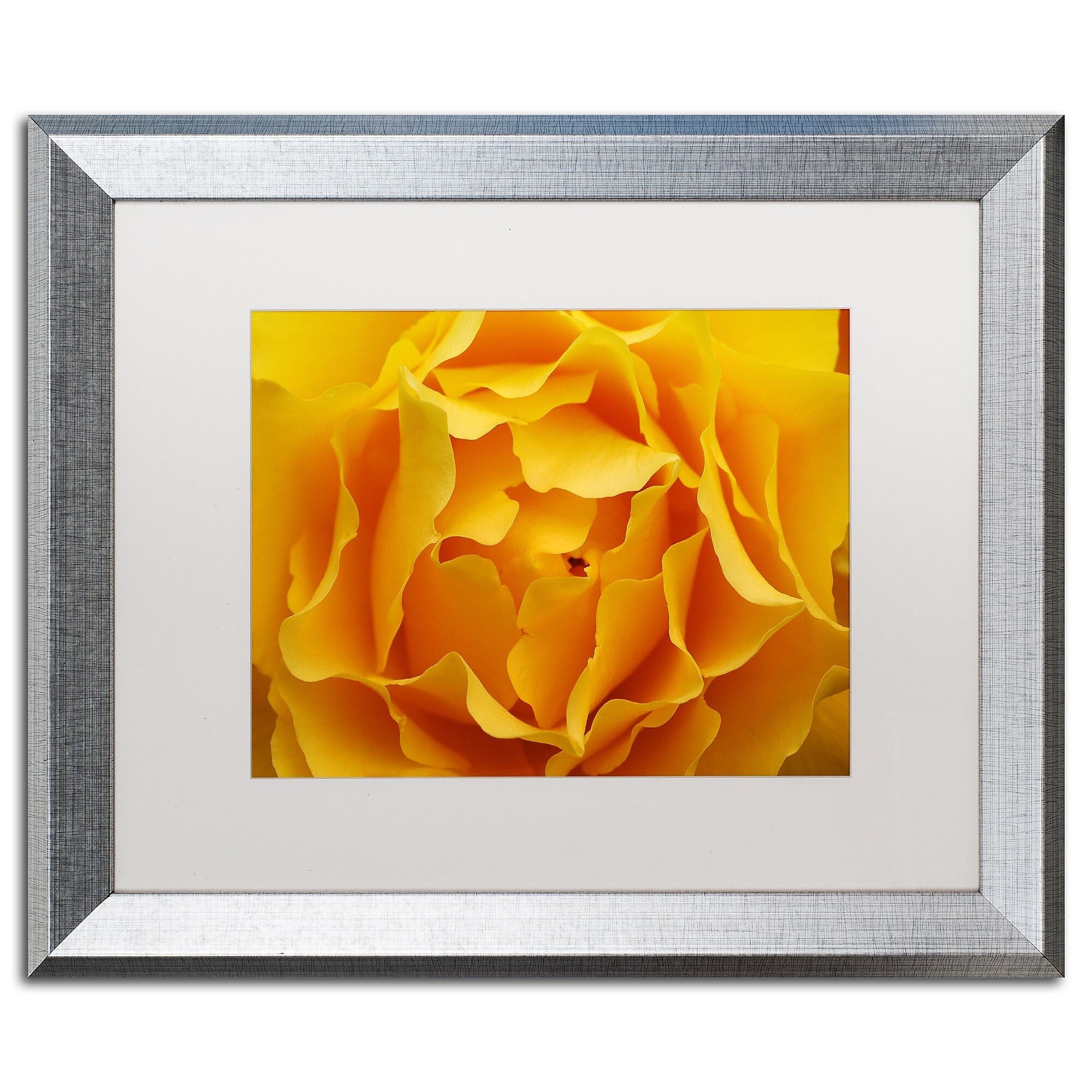 Trademark Fine Art ''Hypnotic Yellow Rose'' by Kurt Shaffer 16" x 20" White Matted Silver Frame (KS15-S1620MF)