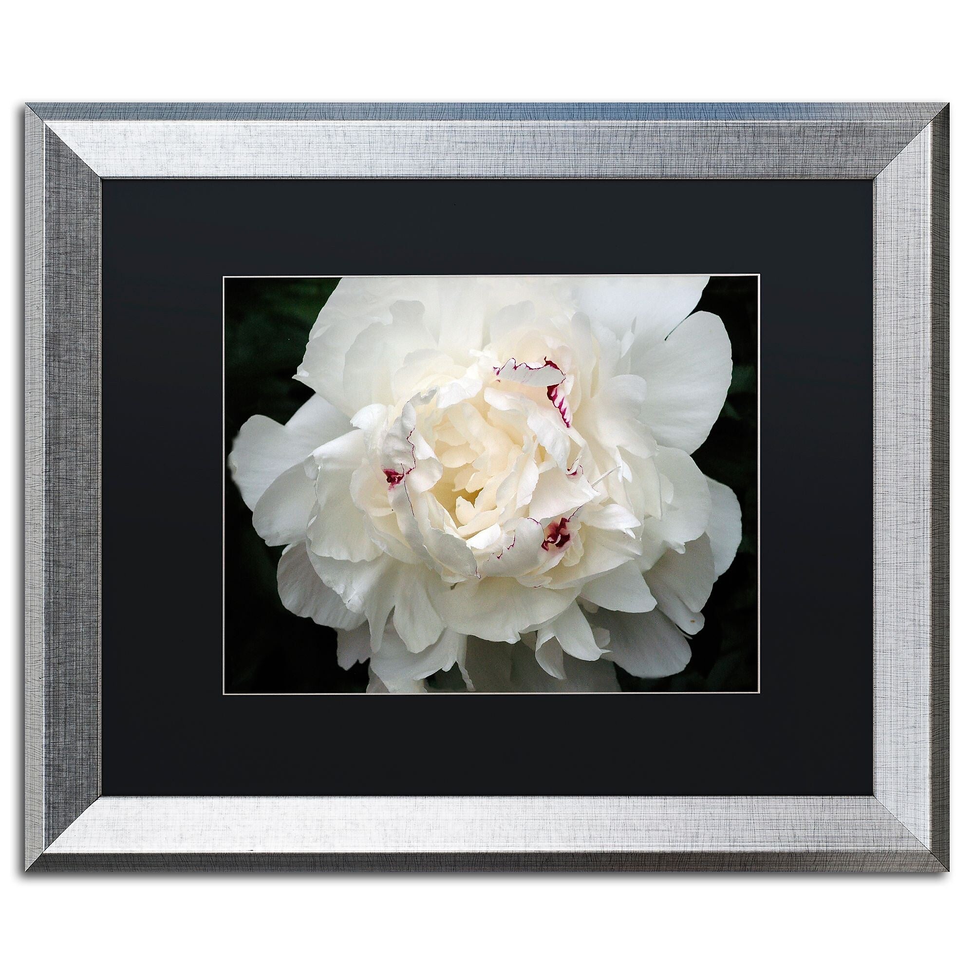 Trademark Fine Art ''Perfect Peony'' by Kurt Shaffer 16" x 20" Black Matted Silver Frame (KS1-S1620BMF)