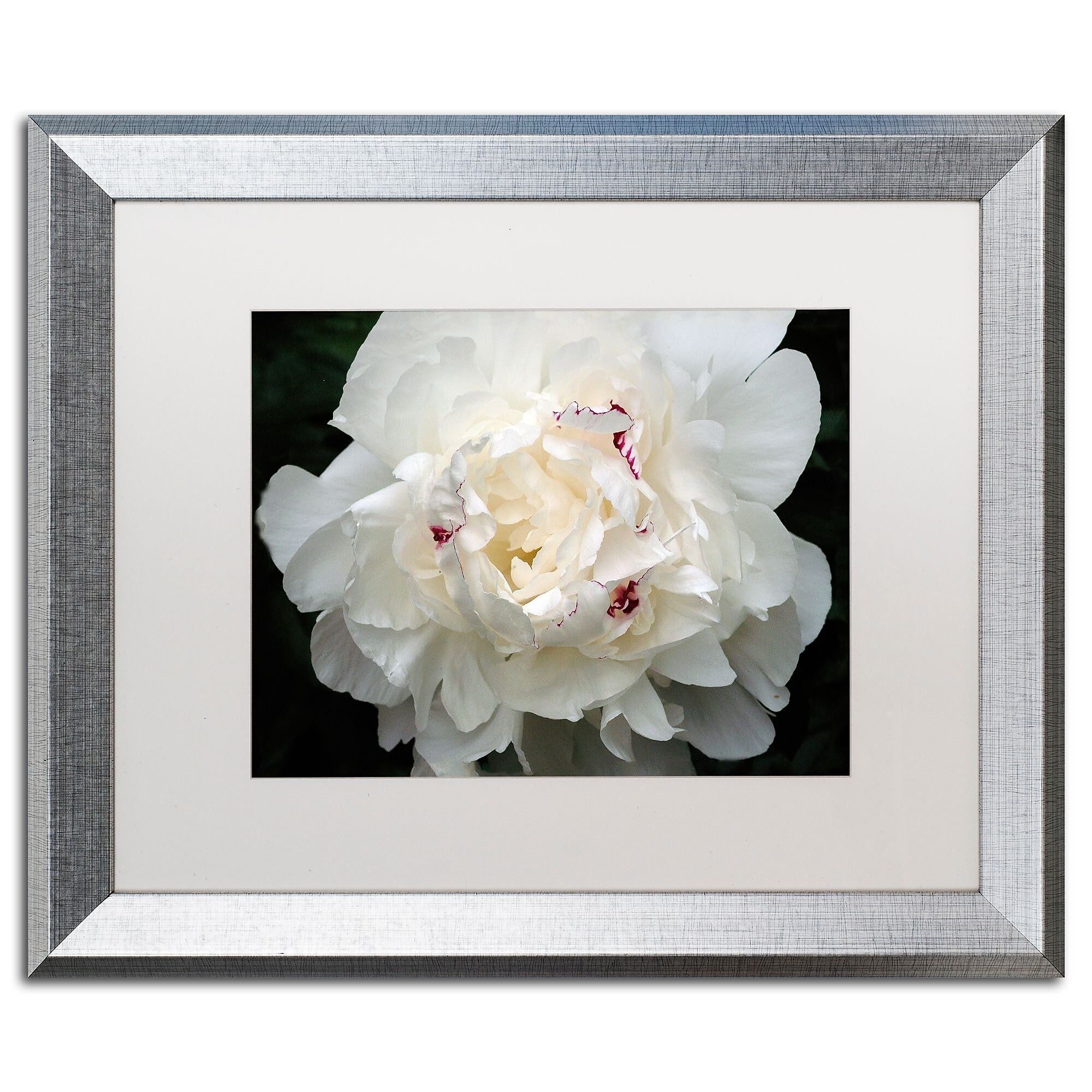 Trademark Fine Art ''Perfect Peony'' by Kurt Shaffer 16" x 20" White Matted Silver Frame (KS1-S1620MF)