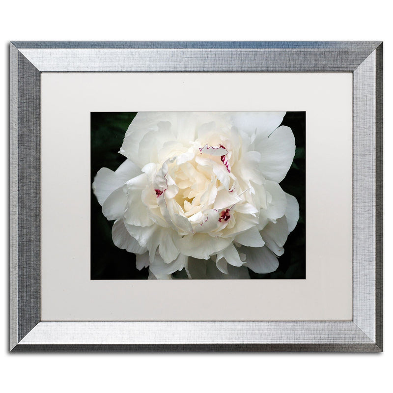 Trademark Fine Art ''Perfect Peony'' by Kurt Shaffer 16" x 20" White Matted Silver Frame (KS1-S1620MF)