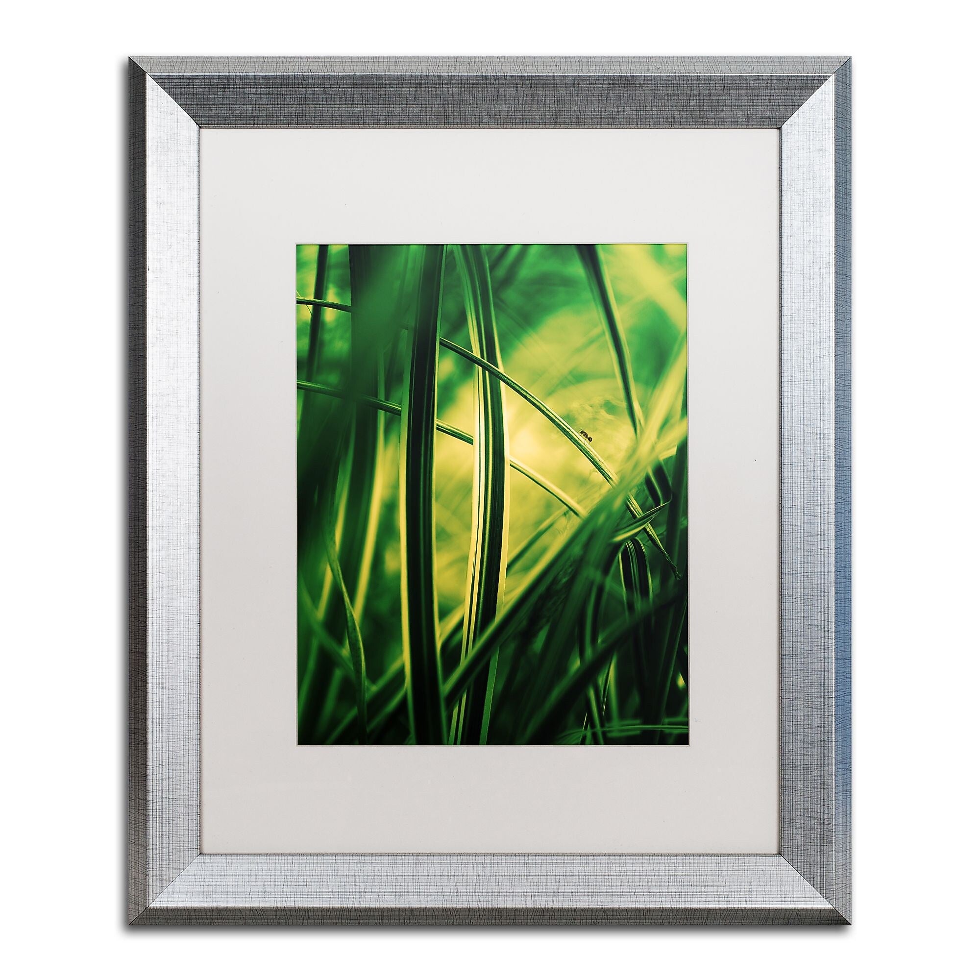 Trademark Fine Art ''Miniature'' by Philippe Sainte-Laudy 16" x 20" White Matted Silver Frame (PSL0233-S1620MF)