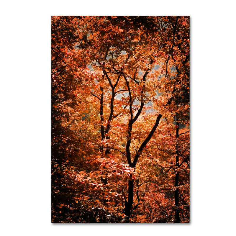Trademark Fine Art ''Autumn Whispers'' by Philippe Sainte-Laudy 30" x 47" Canvas Art (PSL0421-C3047GG)