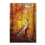 Trademark Fine Art ''Broken Career'' by Philippe Sainte-Laudy 30" x 47" Canvas Art (PSL0423-C3047GG)