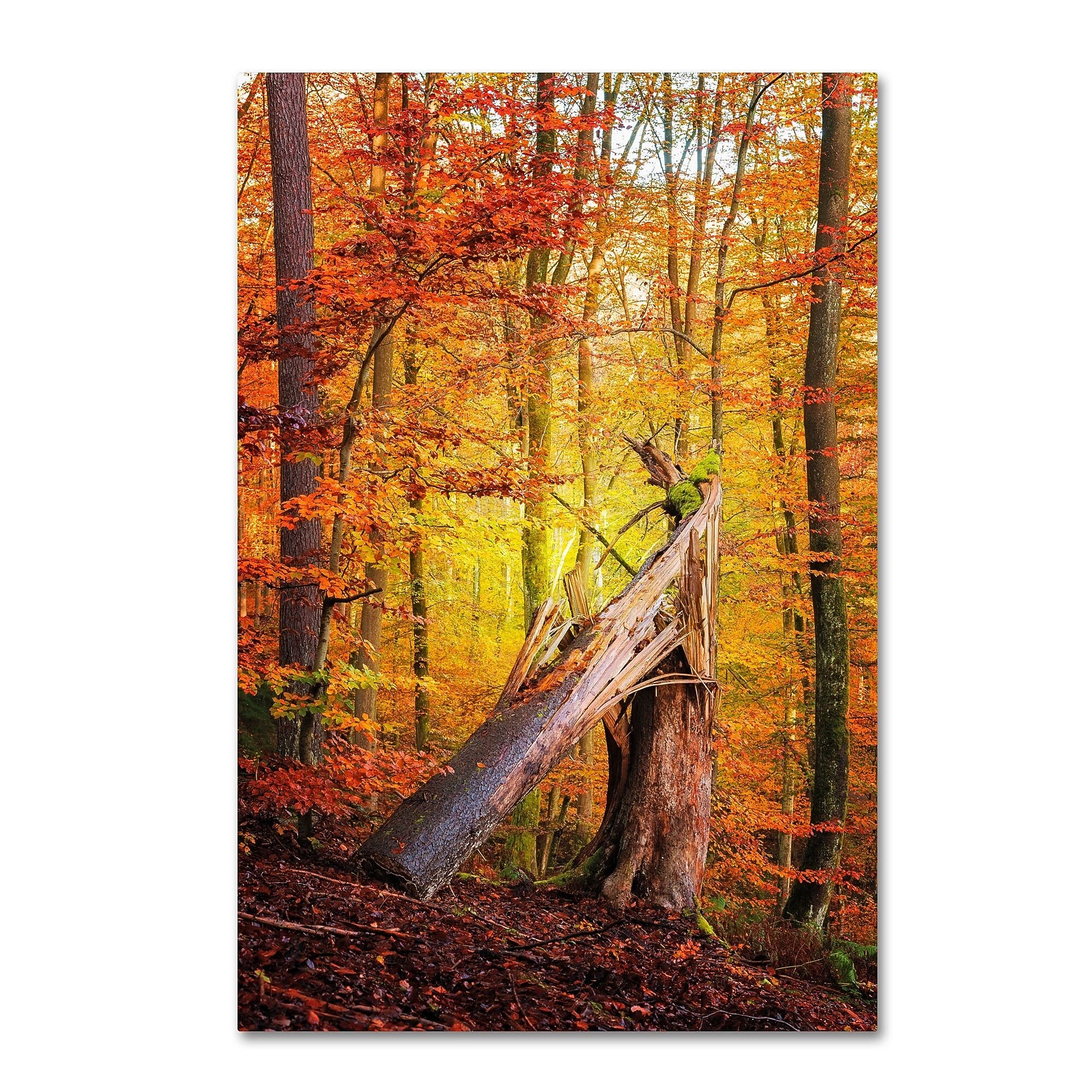 Trademark Fine Art ''Broken Career'' by Philippe Sainte-Laudy 30" x 47" Canvas Art (PSL0423-C3047GG)