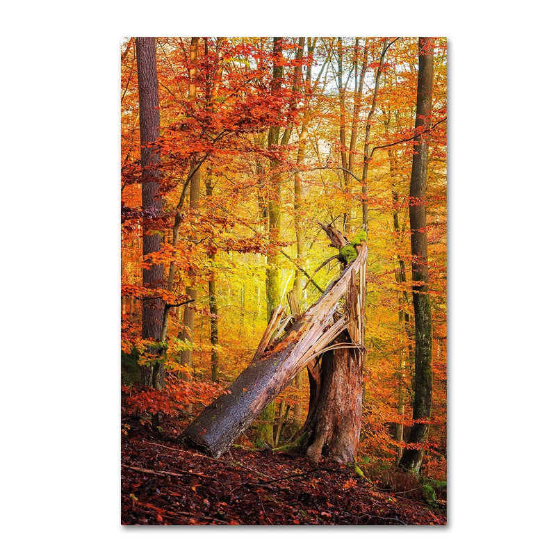 Trademark Fine Art ''Broken Career'' by Philippe Sainte-Laudy 30" x 47" Canvas Art (PSL0423-C3047GG)